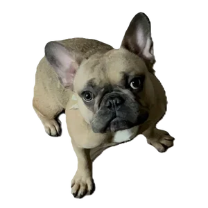 Billo the French Bulldog
